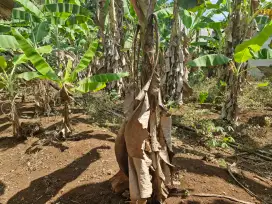 Tanah Kebun Dijual