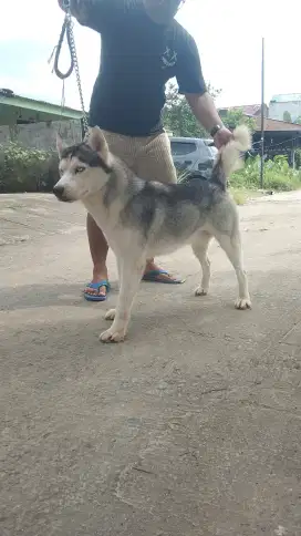 Siberian Husky cocok jadi pejantan