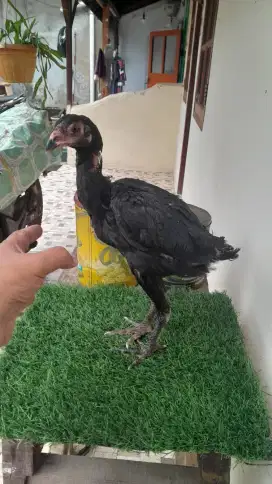 Ayam bangkok Calon indukan