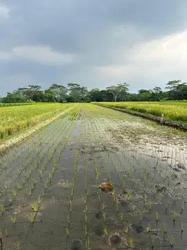 Dijual Cepat Sawah Di Klaten