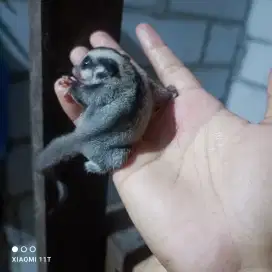 Sugar glider Joey jntn