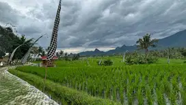 Kavling Sawah Produktif Bogor Dekat Jakarta Depok Cibarusah Bekasi SHM