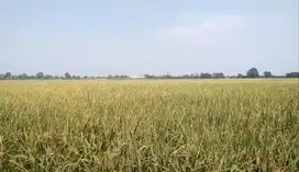 Tanah Sawah Produktif 30.ribu.m2 di Talagasari Karawang