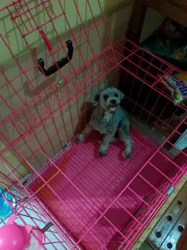 Poodle silver betina umur 1 thn