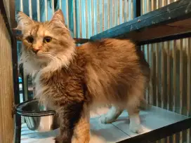 Kucing mainecoon mix persia