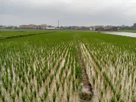 Dijual Tanah Sawah Karanganyar Jawa Tengah