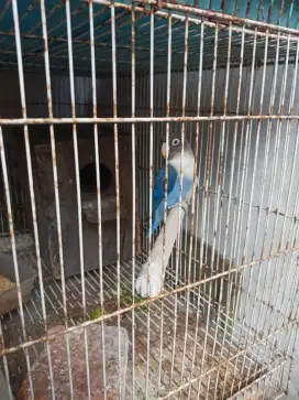 Di jual burung lovebird paud prediksi jantan plus k