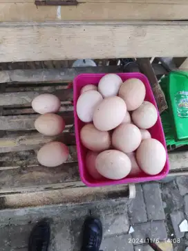 TELUR AYAM KAMPUNG ASLI FRESH