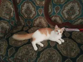 Kucing Persia Jantan umur 4bln, Sehat Lucu Penurut