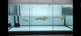 Arwana Golden Red Size -+0 cm