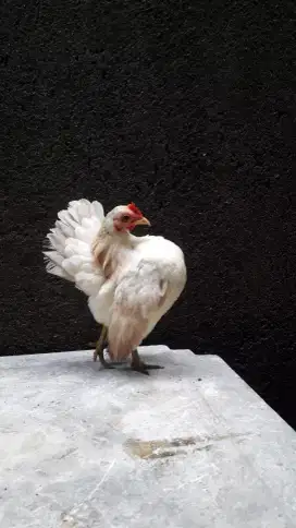 Ayam Serama Betina Muda