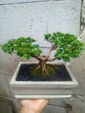 Bonsai Sancang Mame