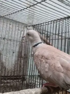 BURUNG PUTER PELUNG ASLI SUDAH BUNYI