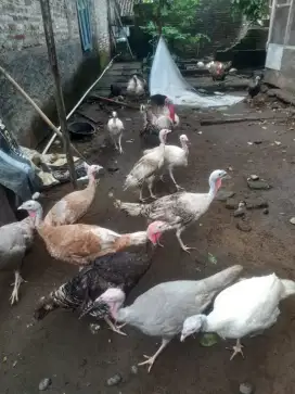 ayam kalkun dewasa