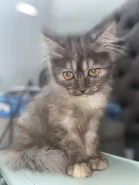 PERSIA MEDIUM KITTEN ABU