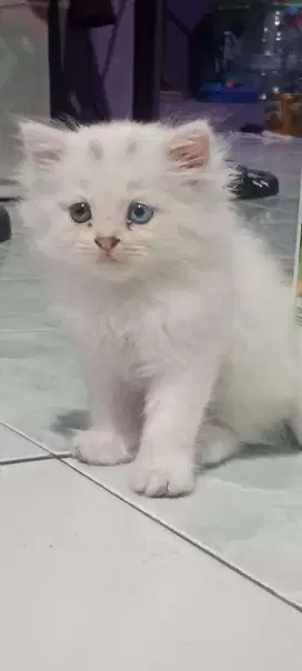 kucing putih jantan oddeyes peranakan mainecoon