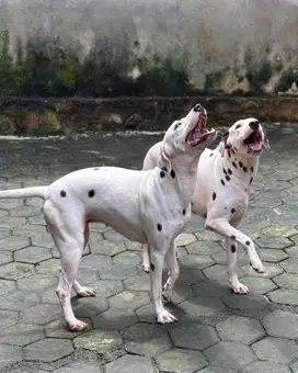 DIJUAL 2 BETINA DALMATIAN