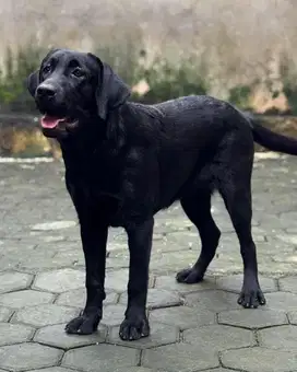 BETINA BLACK LABRADOR SHOW LINE