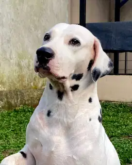 DIJUAL PEJANTAN DALMATIAN