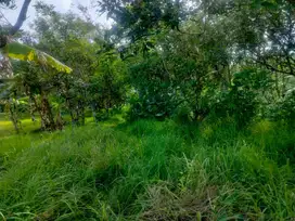 DIJUAL CEPAT TANAH KEBUN RAMBUTAN (NEGO)