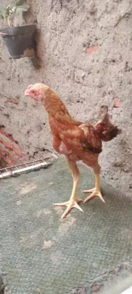 Jual cepat sepasang ayam Bangkok mangoun bulbi ori