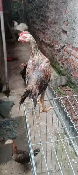 Jual cepat sepasang ayam Bangkok mangoun bulbi ori