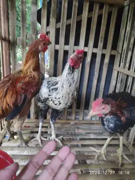 AYAM KAMPUNG JANTAN REMAJA