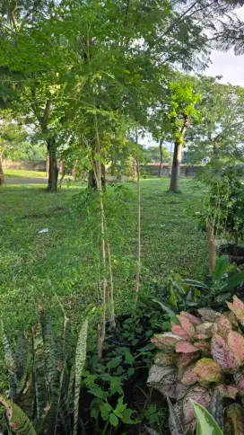 Jual tanaman pohon kelor 2meter up