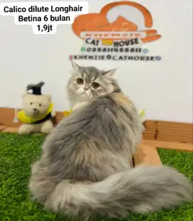 Kucing lucu lucu gemoy banyak pilihan bisa cod