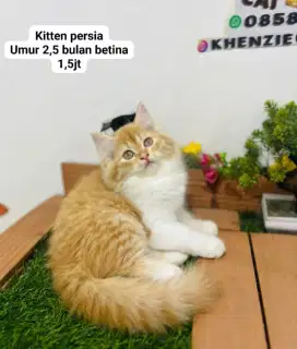 Kucing lucu lucu gemoy banyak pilihan biisa cod