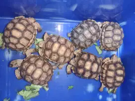 Dijual Kura² Sulcata