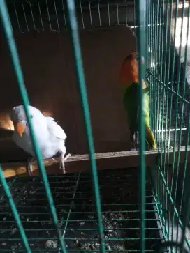 Lovebird biola albino