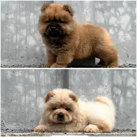 Chowchow jantan puppy stambum