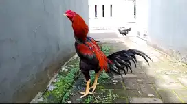 Ayam Bangkok Clasik