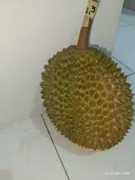 Durian musang king