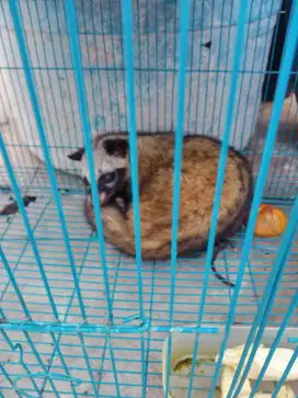 Dijual Musang Panda Peliharaan