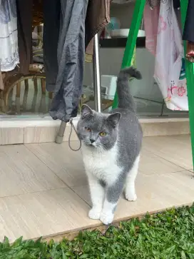 Kucing Keturunan British Short Hair BSH Betina