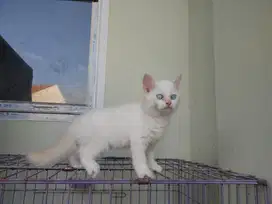 Kucing kitten persia redpoint / anggora / himalaya / flatnose peaknose