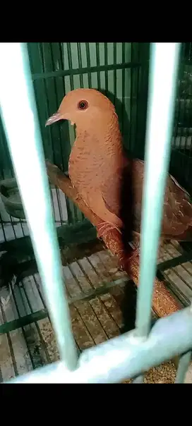 Burung asli alam monggo yg nambah koleksi juragan