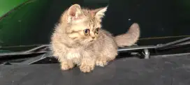 kucing Munchkin betina
