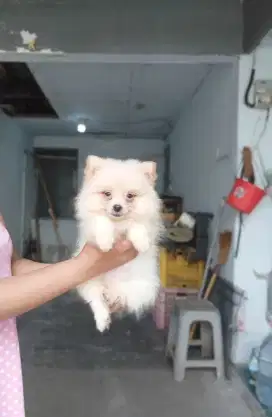 Minipom / mini pomeranian stambum