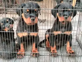 ANAKAN ROTTWEILER