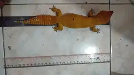 Gecko Bagus SHTCT GIANT Male Bongsor Jinak