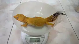 Gecko SHTCB Giant Female