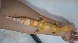 Gecko Tremper Lavender bagus