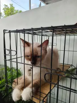 Himalaya Mata Biru Persia Kitten