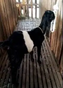 kambing kendit betinaan dedara 7 bulanan jenis jawa randu langka unik