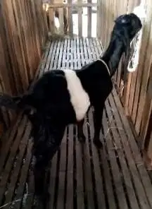 kambing kendit betinaan 7 bulanan jawa randu siap koleksi langka unik