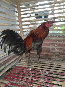 Ayam Jantan silangan cemani & kampung