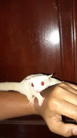 Sugar glider albino betina